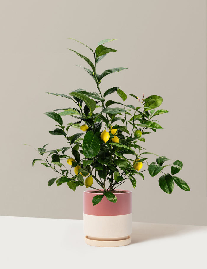 Bush - 1 Gallon / Isabella (8.5" wide) / Top Half Dusty Rose