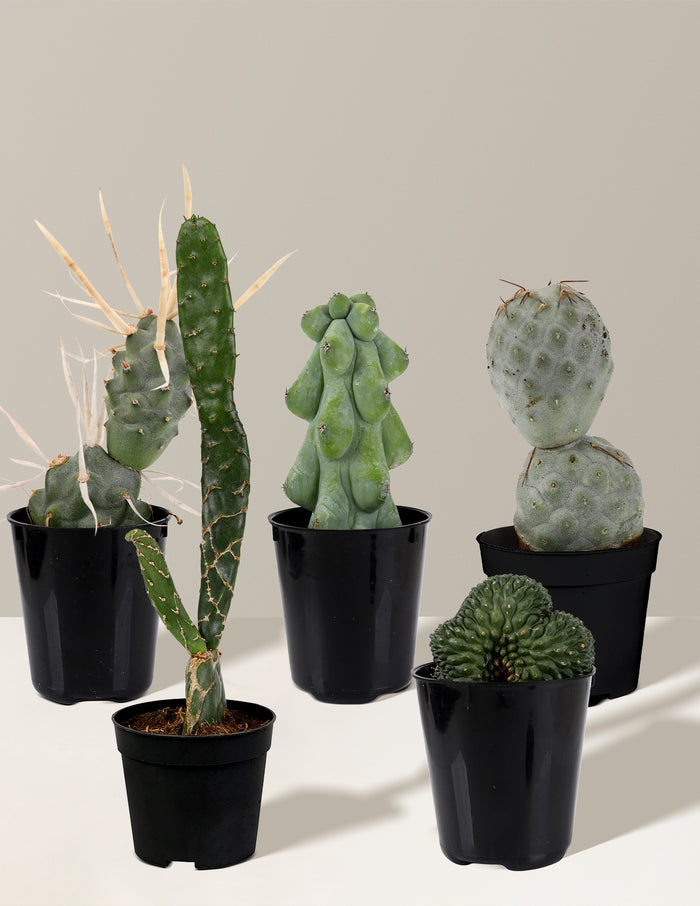 bundle | Five