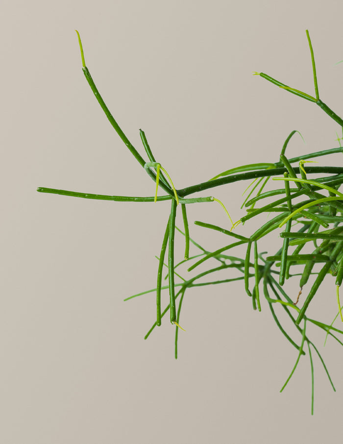 Mistletoe Cactus
