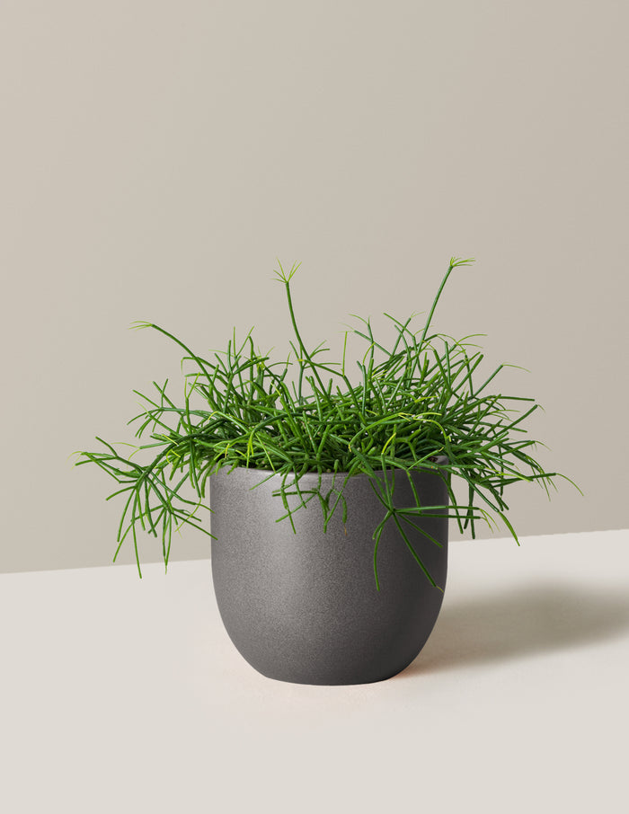 Medium (2"-5" tall) / Grant (7" wide) / Black