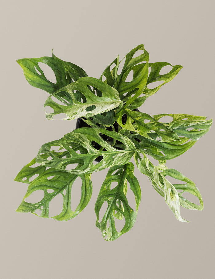 Monstera Adansonii Mint
