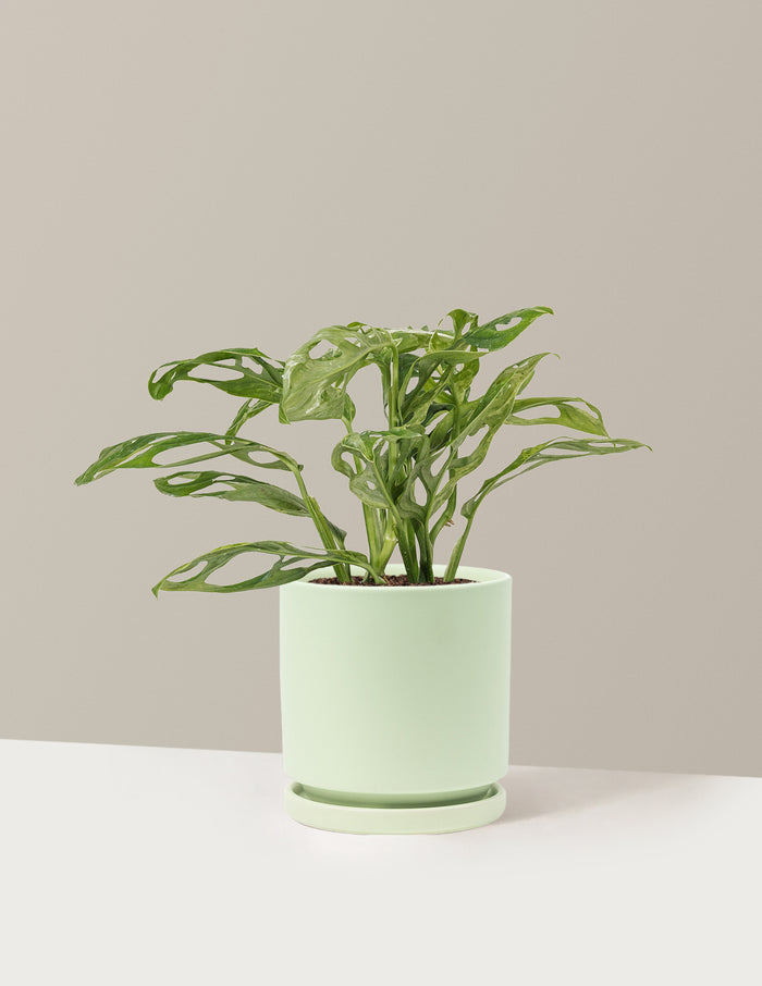 Monstera Adansonii Mint