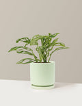 Monstera Adansonii Mint
