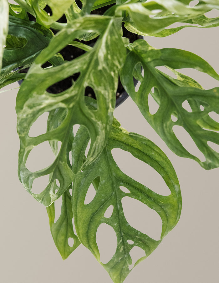 Monstera Adansonii Mint