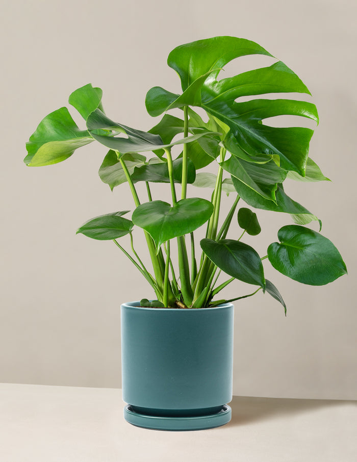 bundle | Large | Isabella | Antique Teal