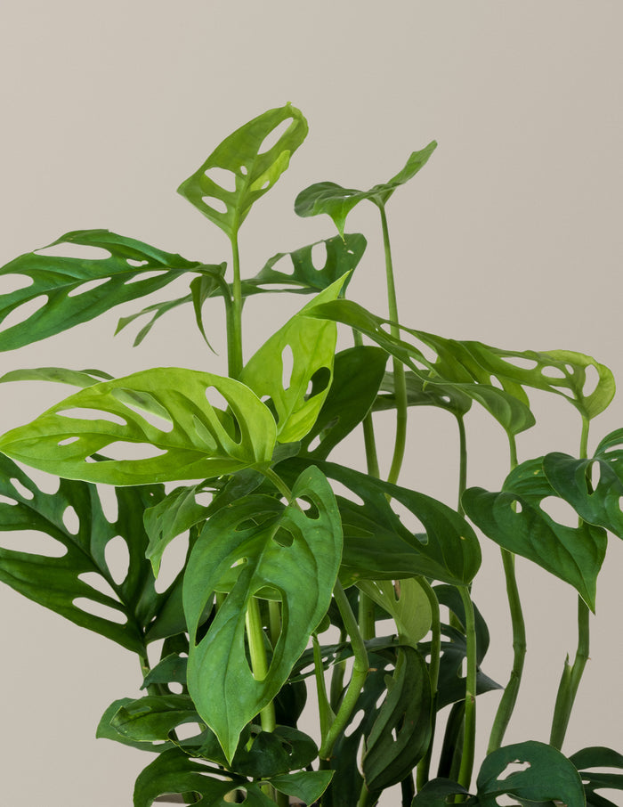Monstera Esqueleto