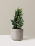 bundle | 1-2 ft. | Mexia | Cement Grey