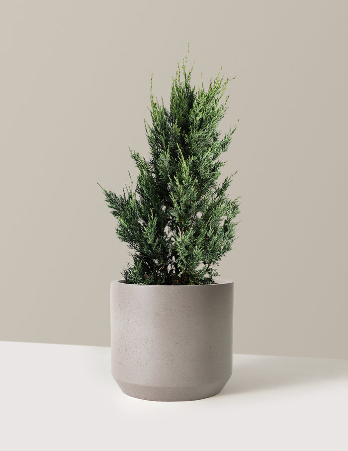 bundle | 1-2 ft. | Mexia | Cement Grey