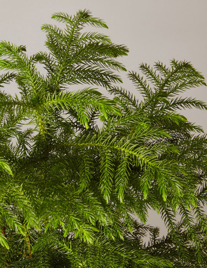Healthy Norfolk Island Pine houseplant for year-round indoor greenery and cheer.