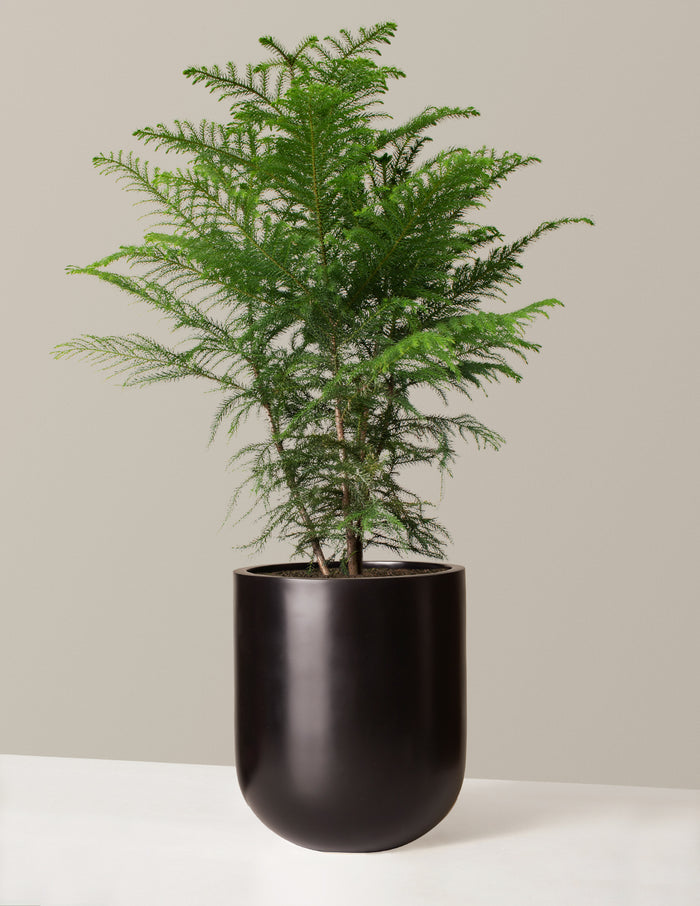 Large (24"-36" tall) / Pallas (12" wide) / Black