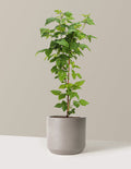 bundle | 2 Gallon | Mexia | Cement Grey