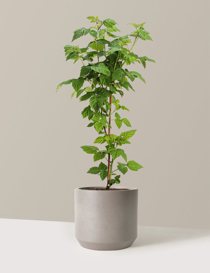 bundle | 2 Gallon | Mexia | Cement Grey