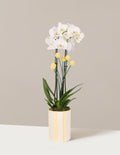 bundle | Small | Becca | Yellow Stripe