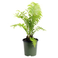 Ostrich Fern