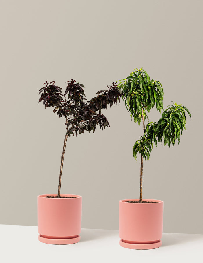 bundle | 2-3 ft. | Isabella | Bubblegum