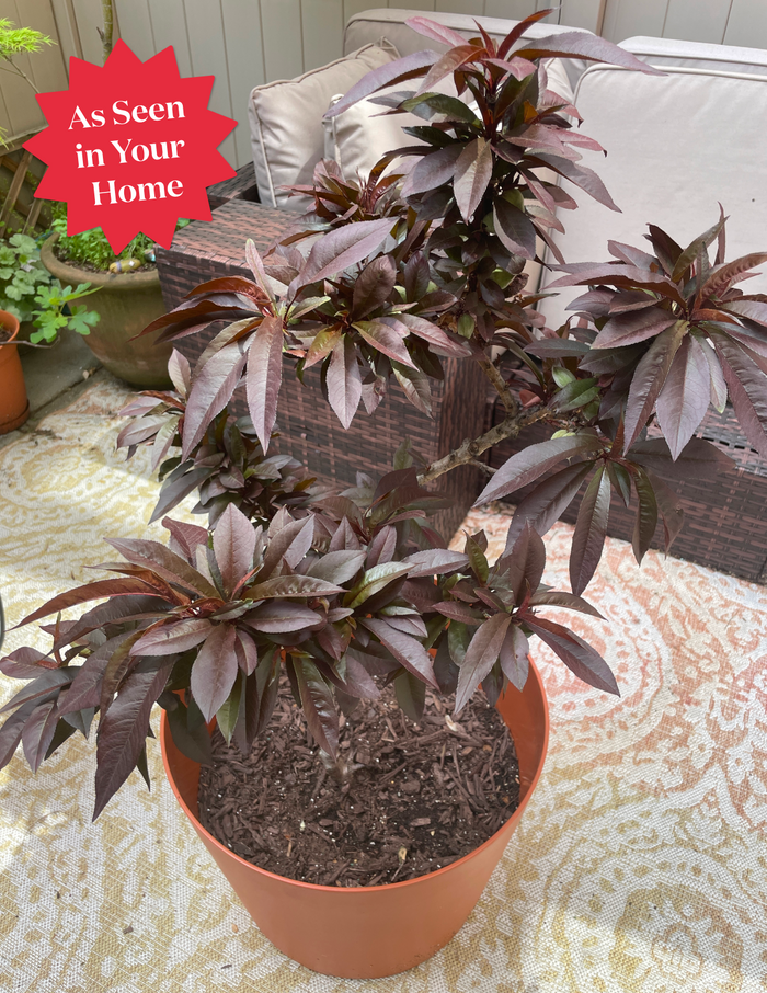 Patio Peach Tree Bundle