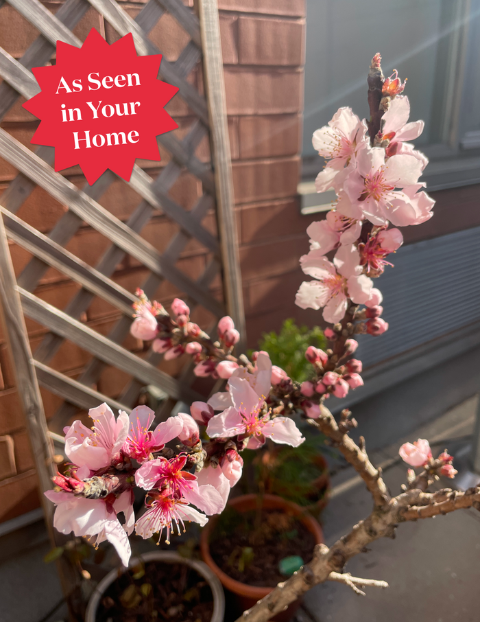 Patio Peach Tree Bundle
