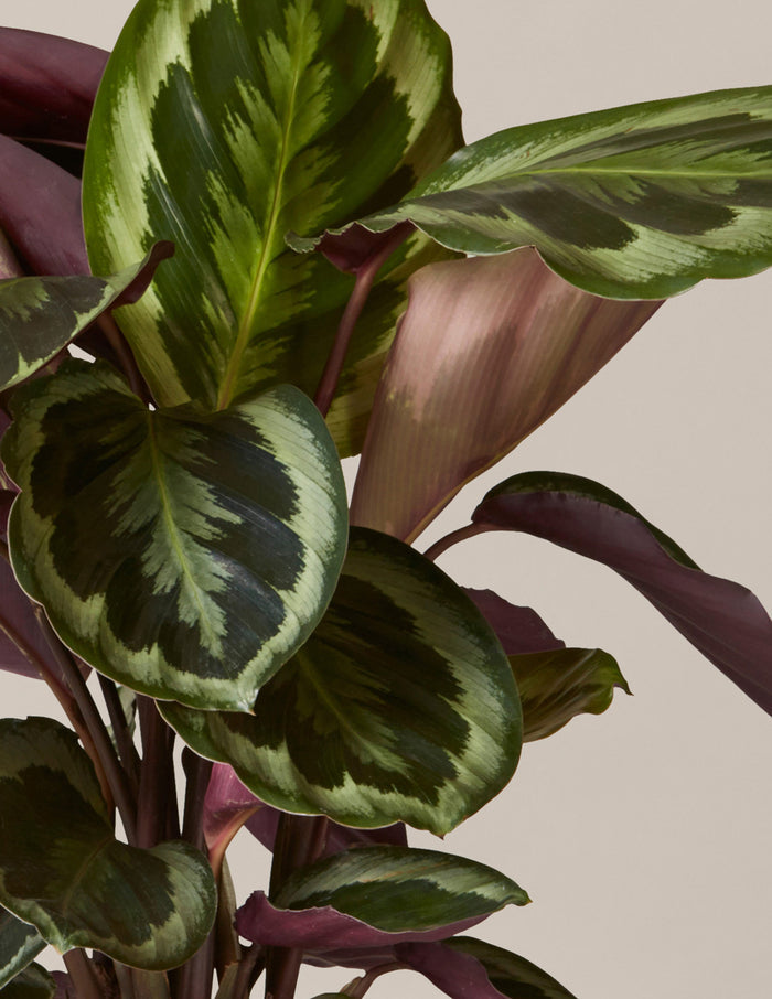 Patterned Calathea Party Pack