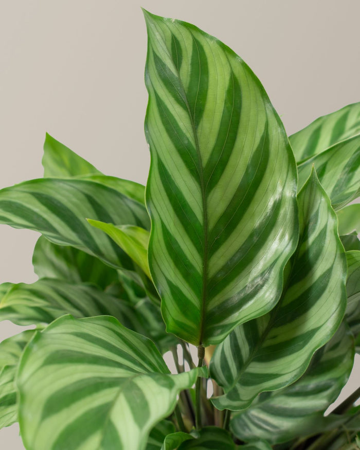 Patterned Calathea Party Pack