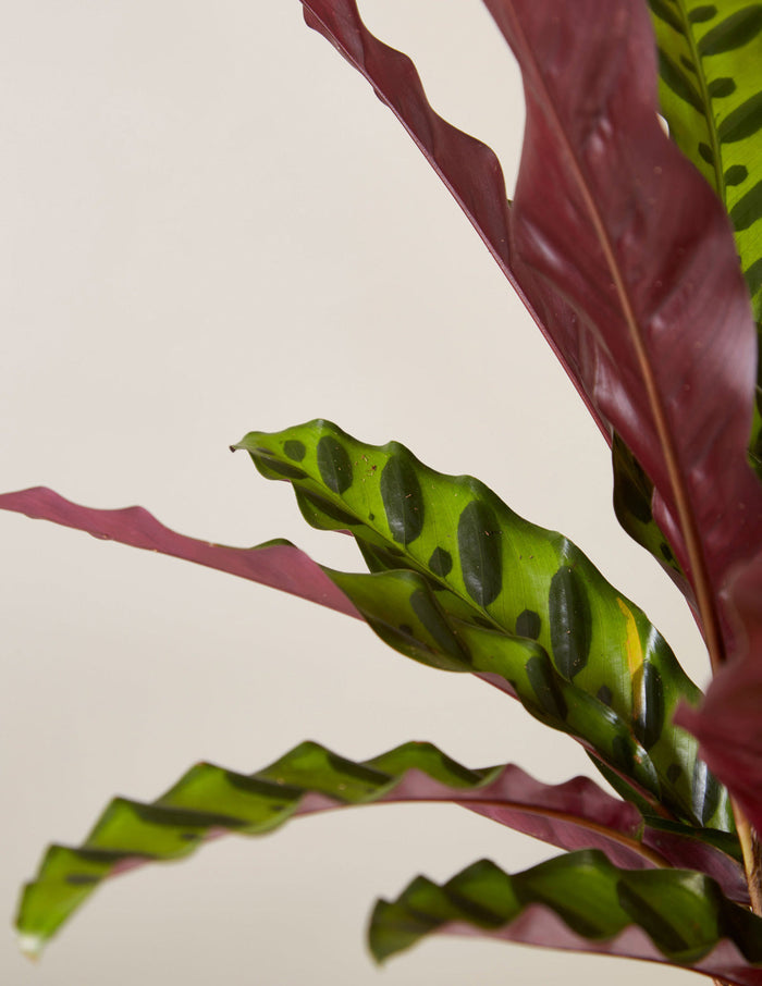 Patterned Calathea Party Pack