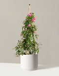 bundle | 5 Gallon | Mexia | Cream