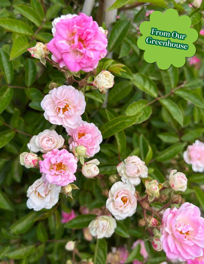 Peggy Martin Climbing Rose
