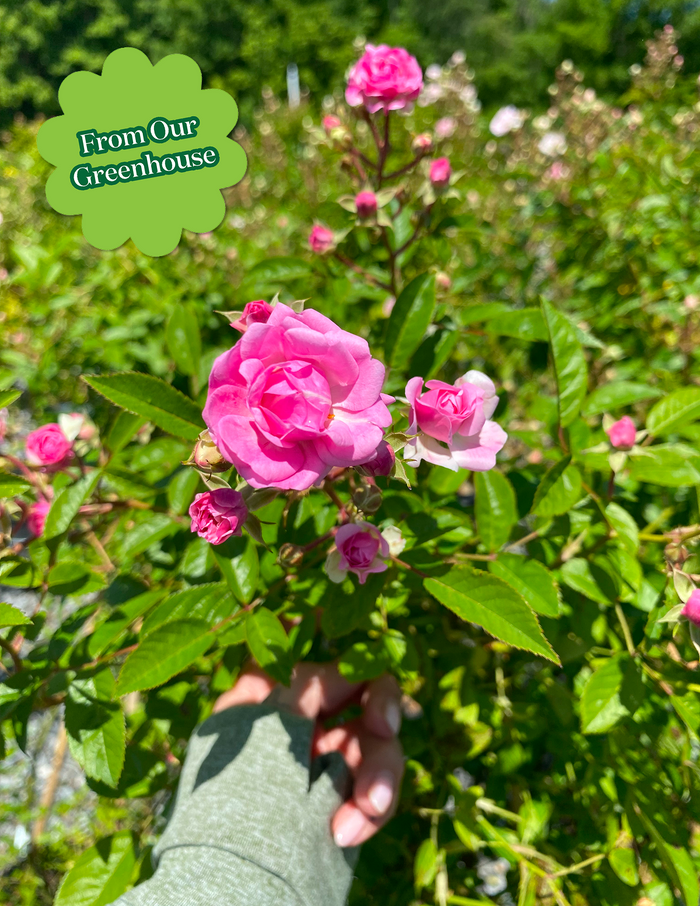 Peggy Martin Climbing Rose