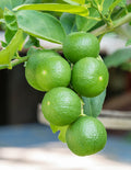Persian 'Bearss' Lime Tree