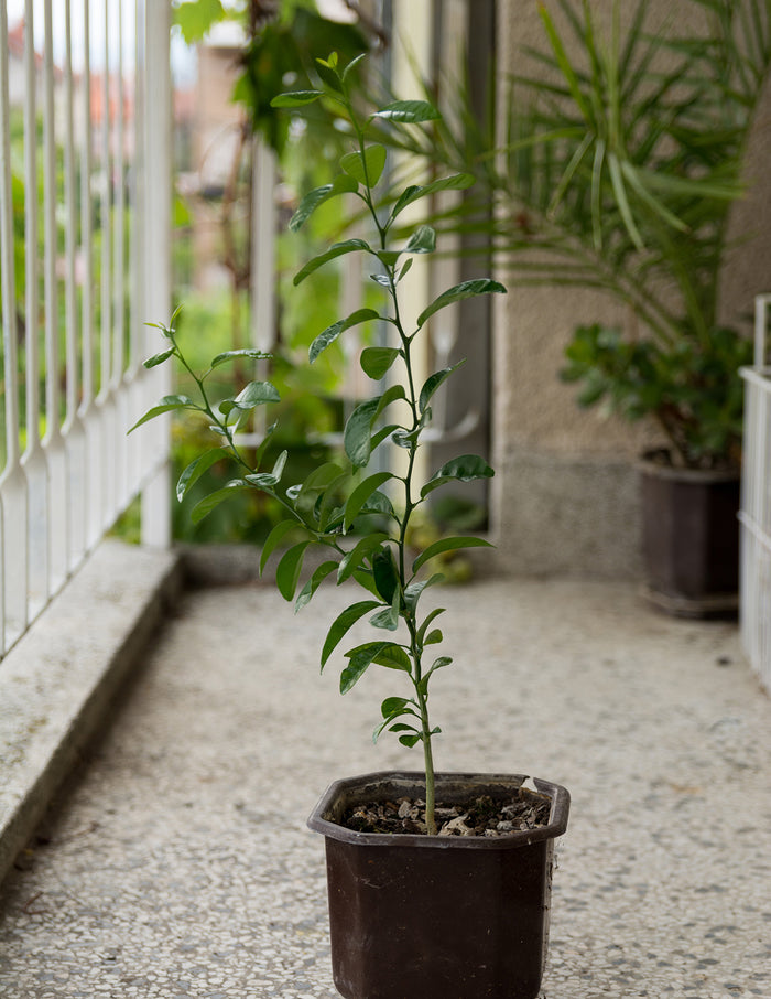 Persian 'Bearss' Lime Tree