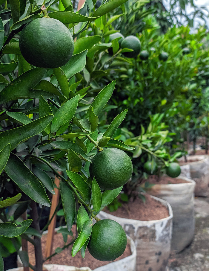 Persian 'Bearss' Lime Tree