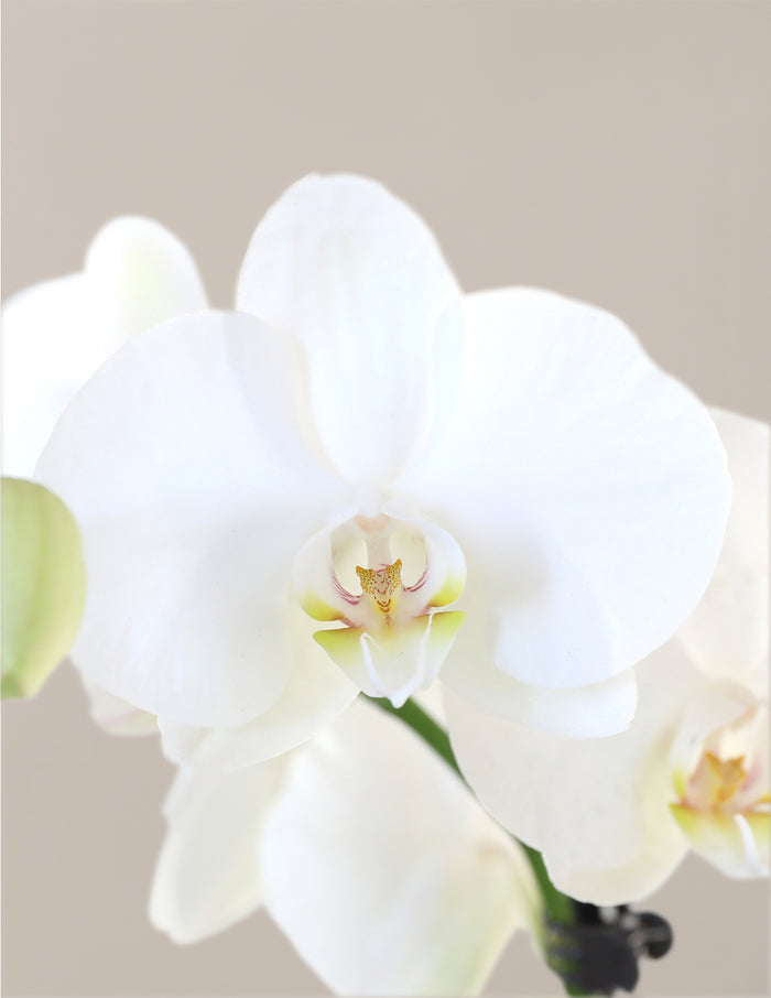 Petite White Orchid with Yellow