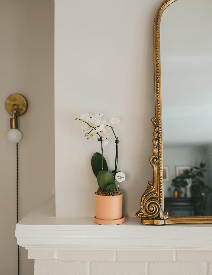 Petite White Orchid with Yellow