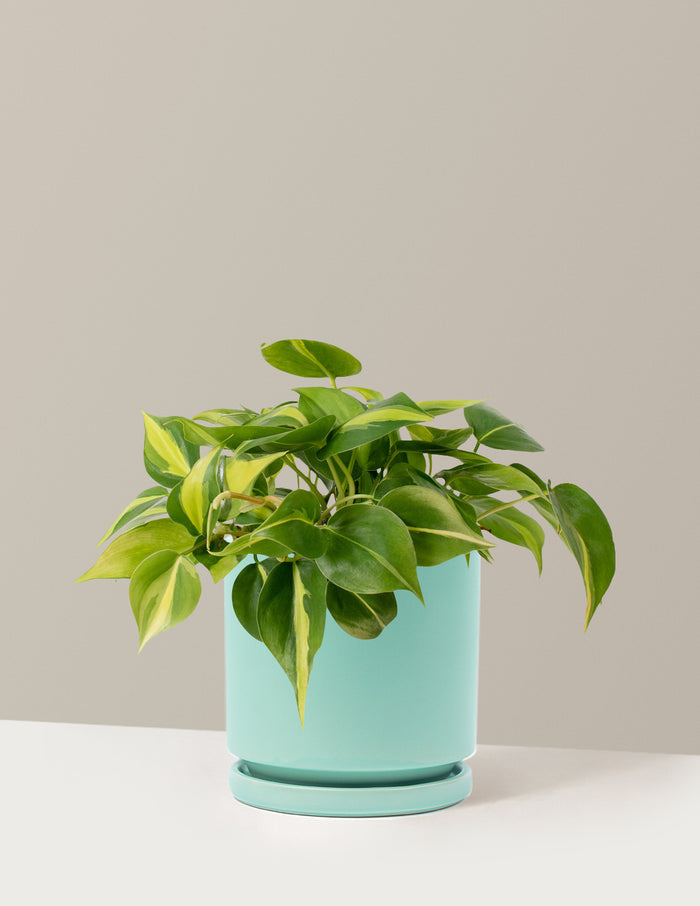 Philodendron Brasil