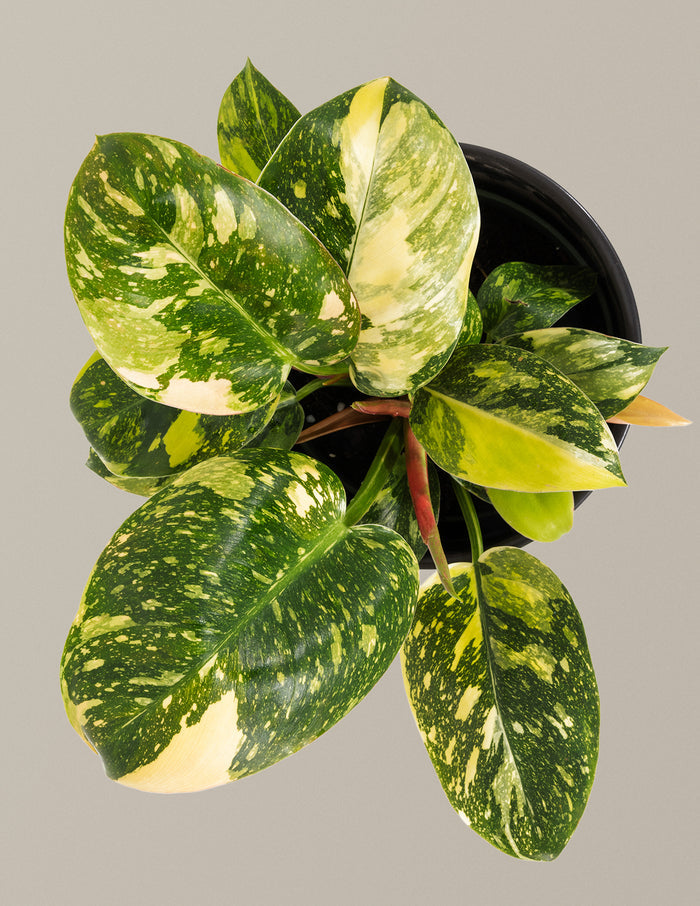 Philodendron Congo Nuclear