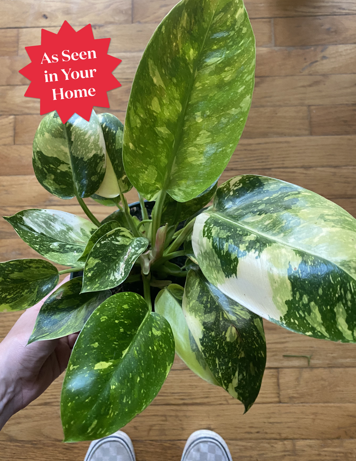Philodendron Congo Nuclear
