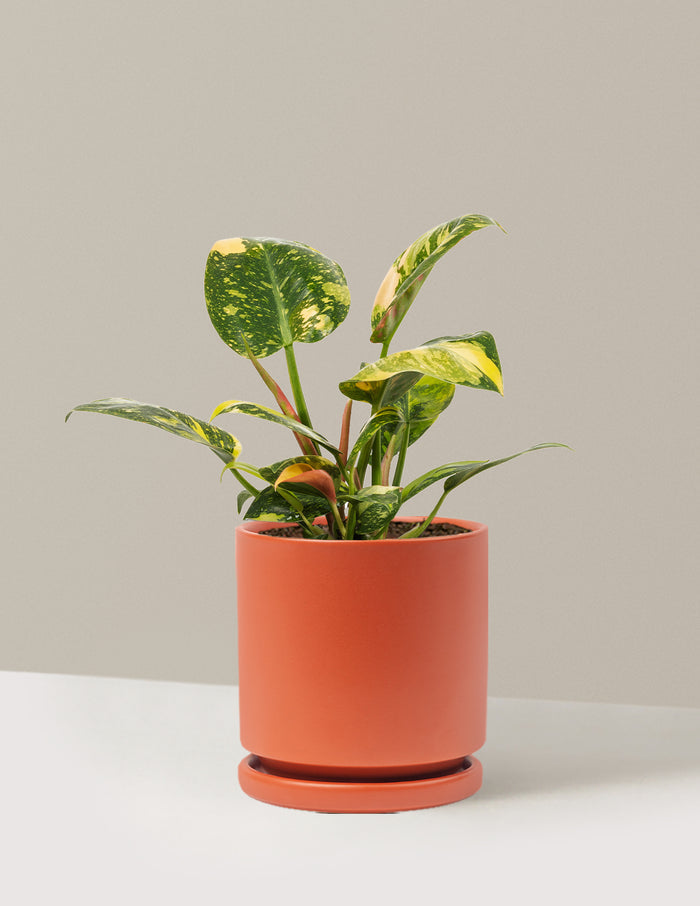 Philodendron Congo Nuclear