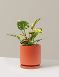 Philodendron Congo Nuclear