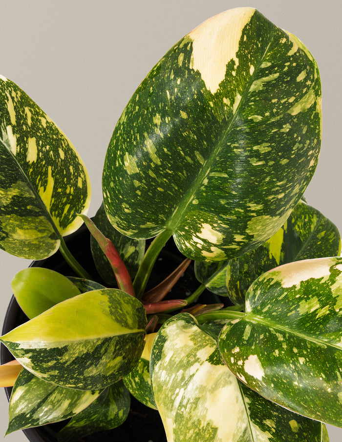 Philodendron Congo Nuclear