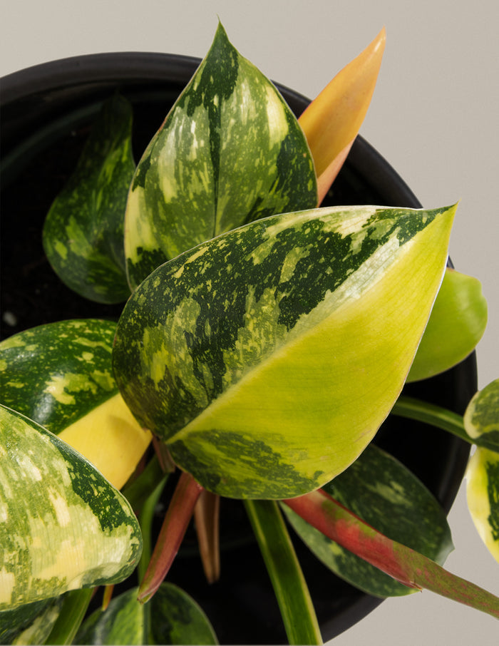 Philodendron Congo Nuclear