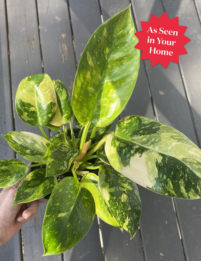 Philodendron Congo Nuclear