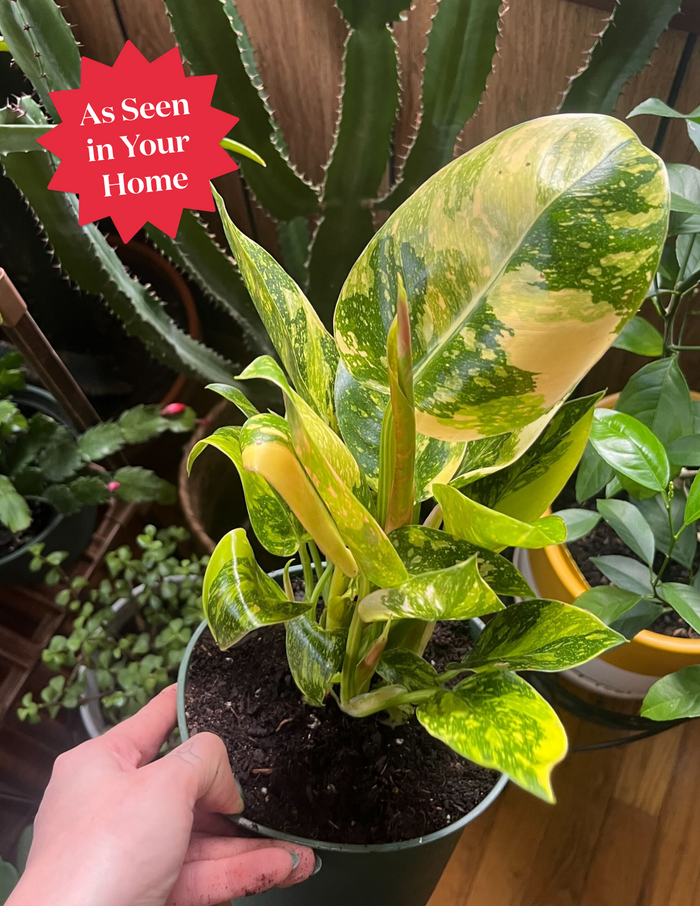 Philodendron Congo Nuclear