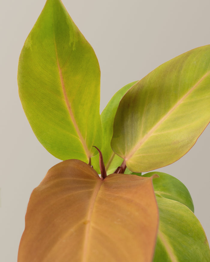 Philodendron McColley’s Finale
