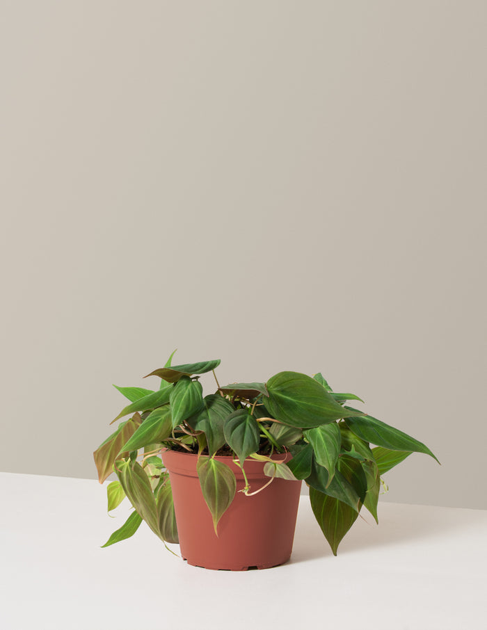 bundle | Medium | Grow Pot