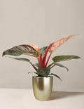 bundle | Small | Marcelle | Gold