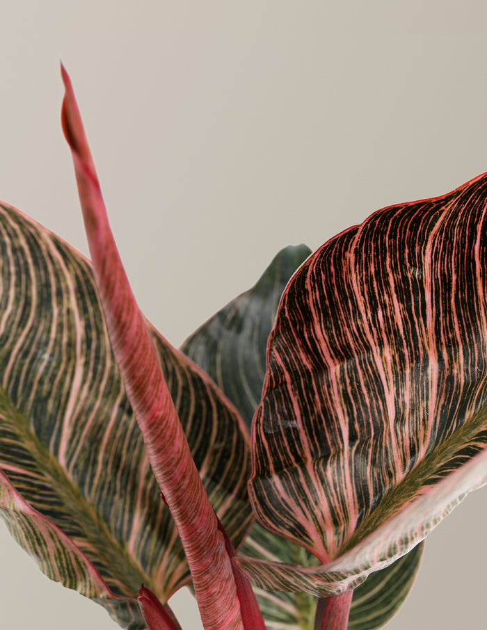 Philodendron Pink Bikini