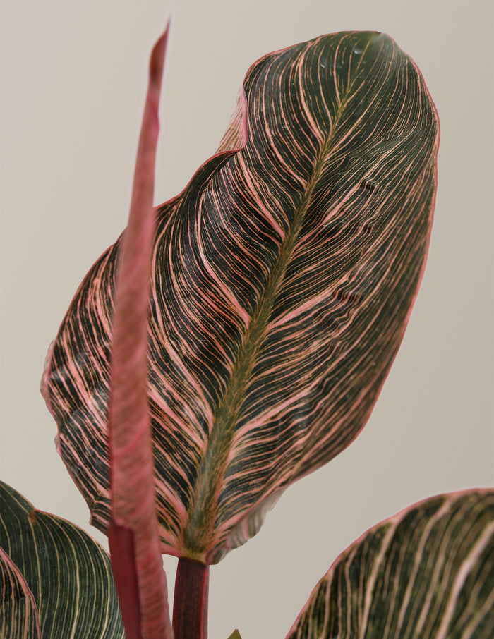 Philodendron Pink Bikini