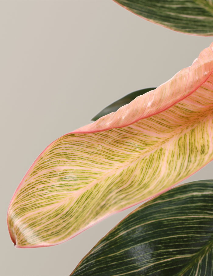 Philodendron Pink Bikini