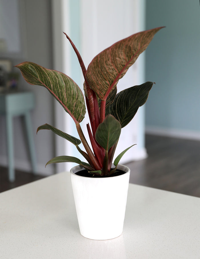 Philodendron Pink Bikini