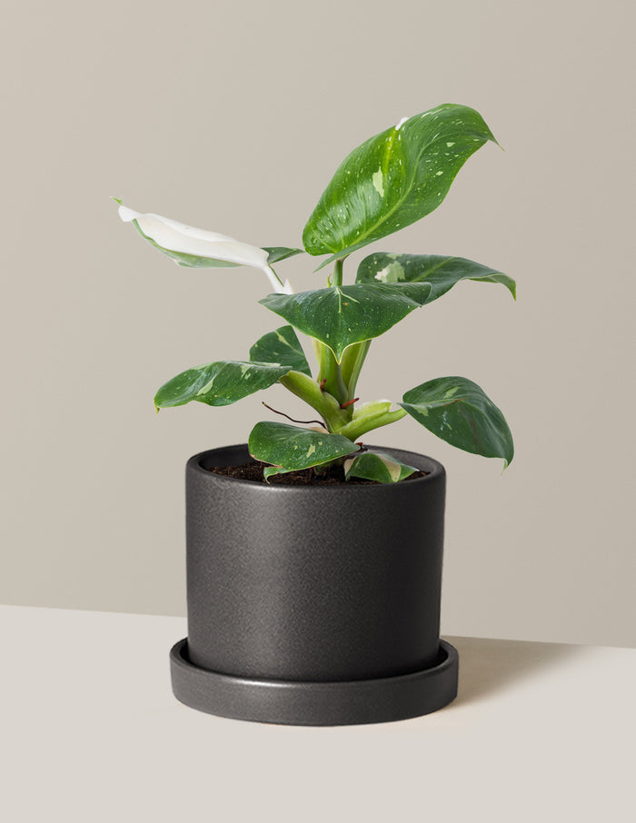 Medium (8"-12" tall) / Hyde (7.5" wide) / Black