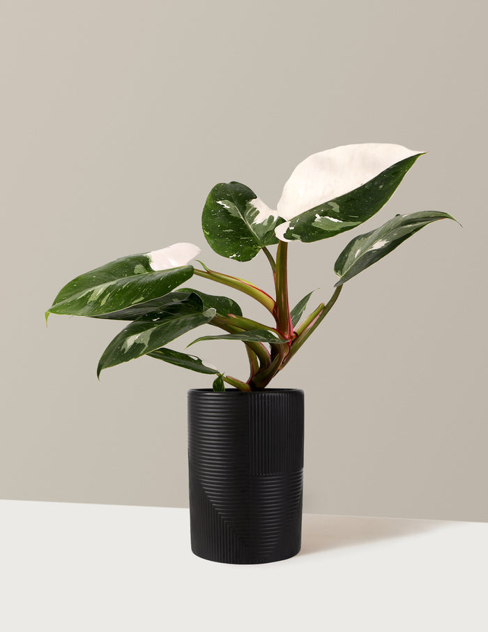Philodendron White Princess